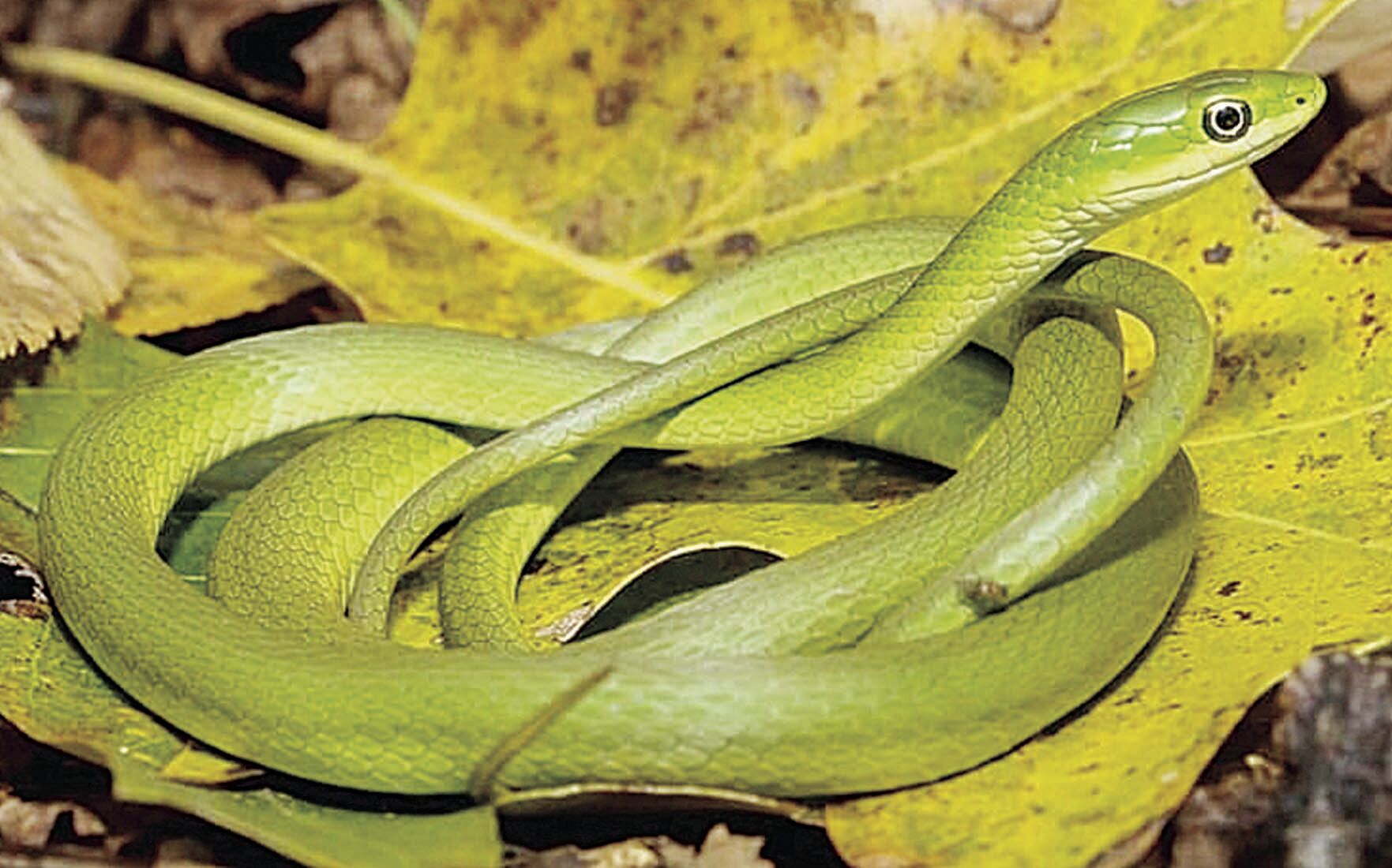 Rough Green snake